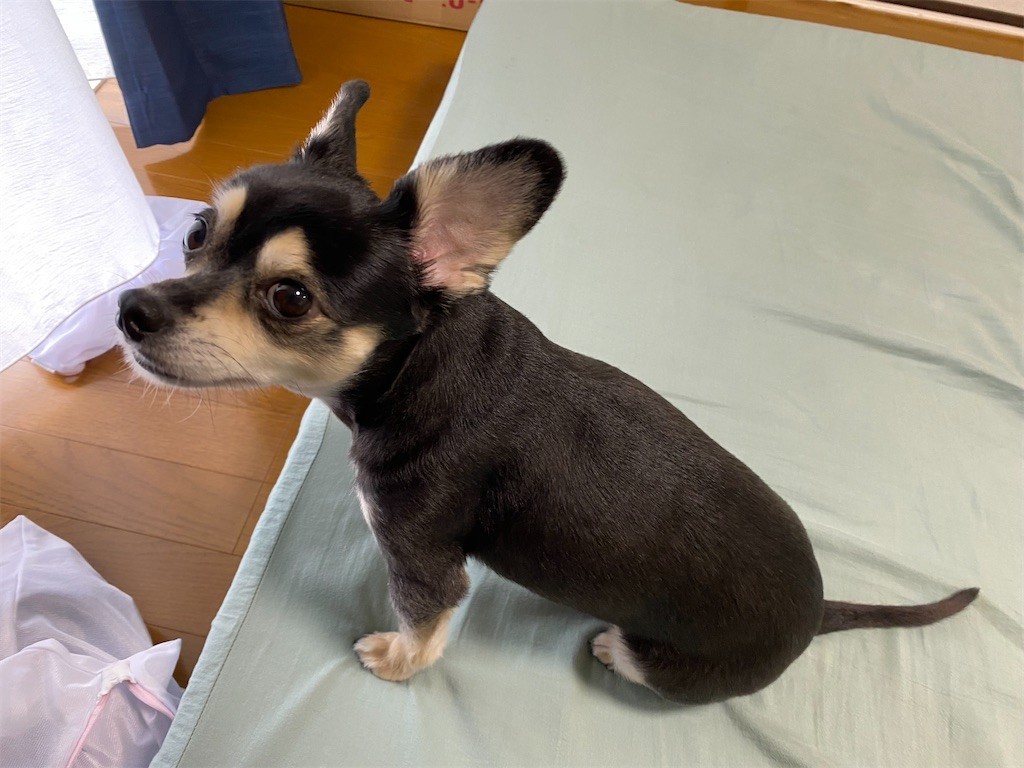 f:id:akie1000:20210918223508j:plain