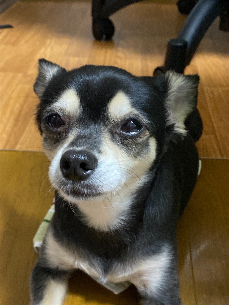 f:id:akie1000:20210918223611j:plain