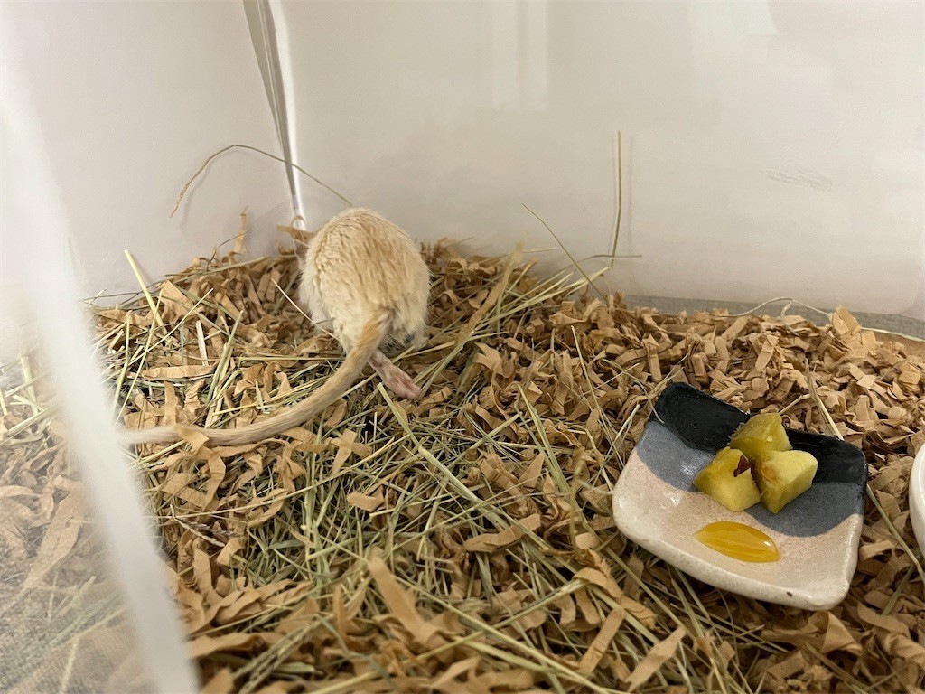 f:id:akie1000:20211009231408j:plain
