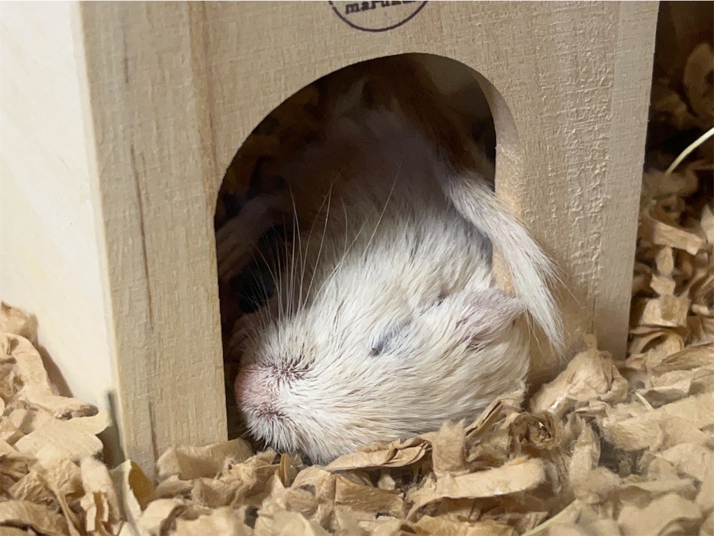 f:id:akie1000:20211023222743j:plain