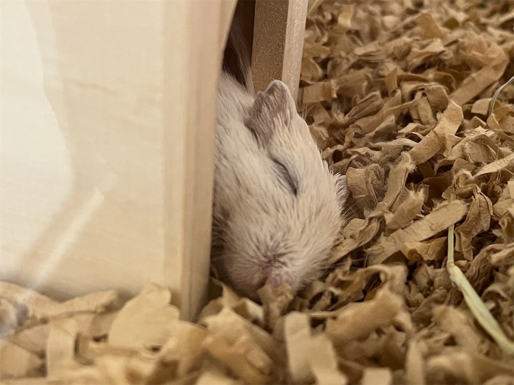 f:id:akie1000:20211023222745j:plain