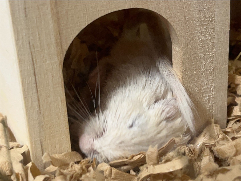 f:id:akie1000:20211023222755j:plain