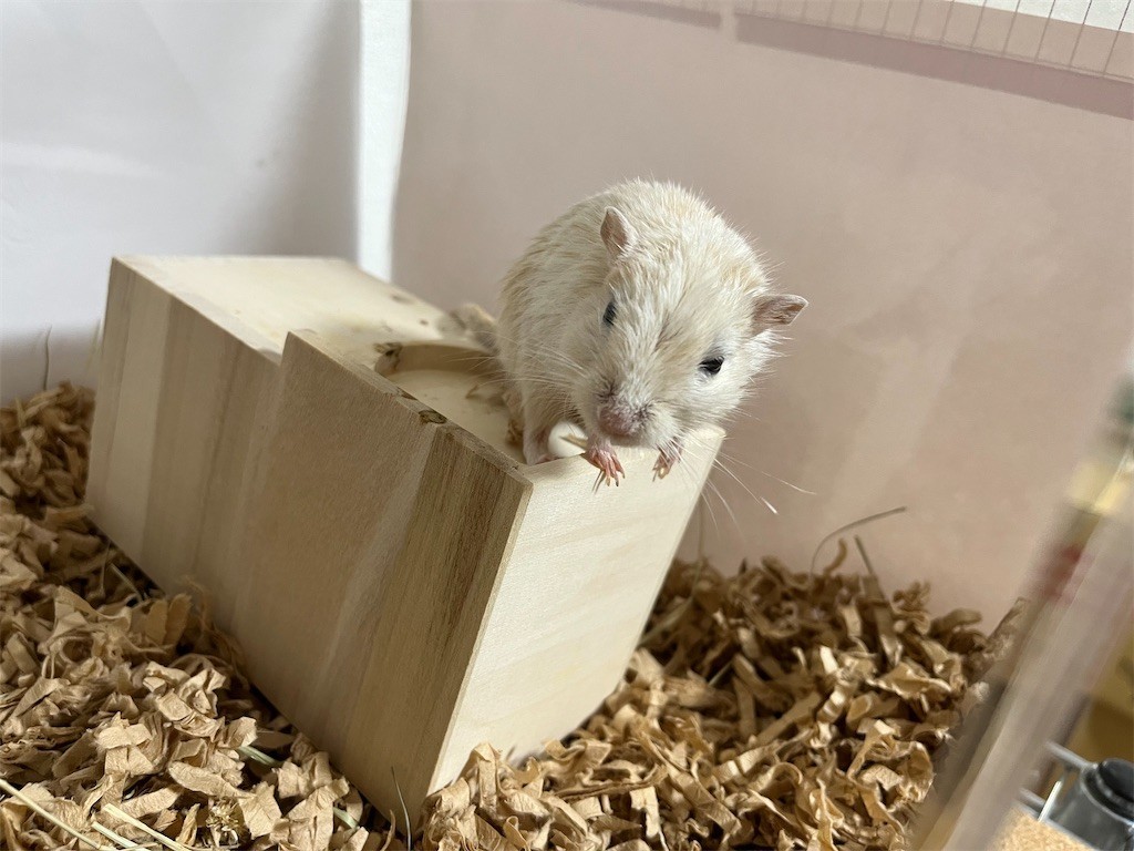 f:id:akie1000:20211023223010j:plain