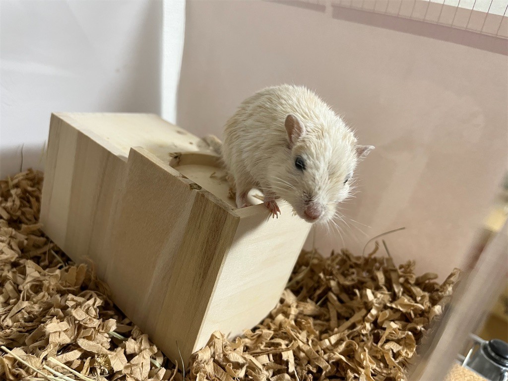 f:id:akie1000:20211023223013j:plain