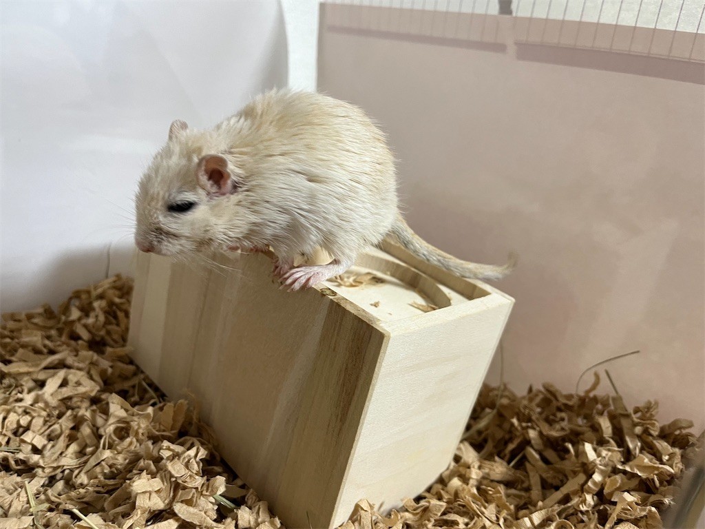 f:id:akie1000:20211023223023j:plain