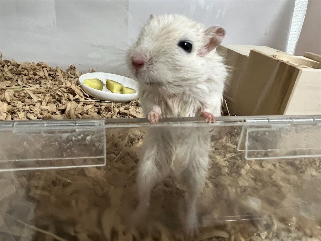 f:id:akie1000:20211023223025j:plain