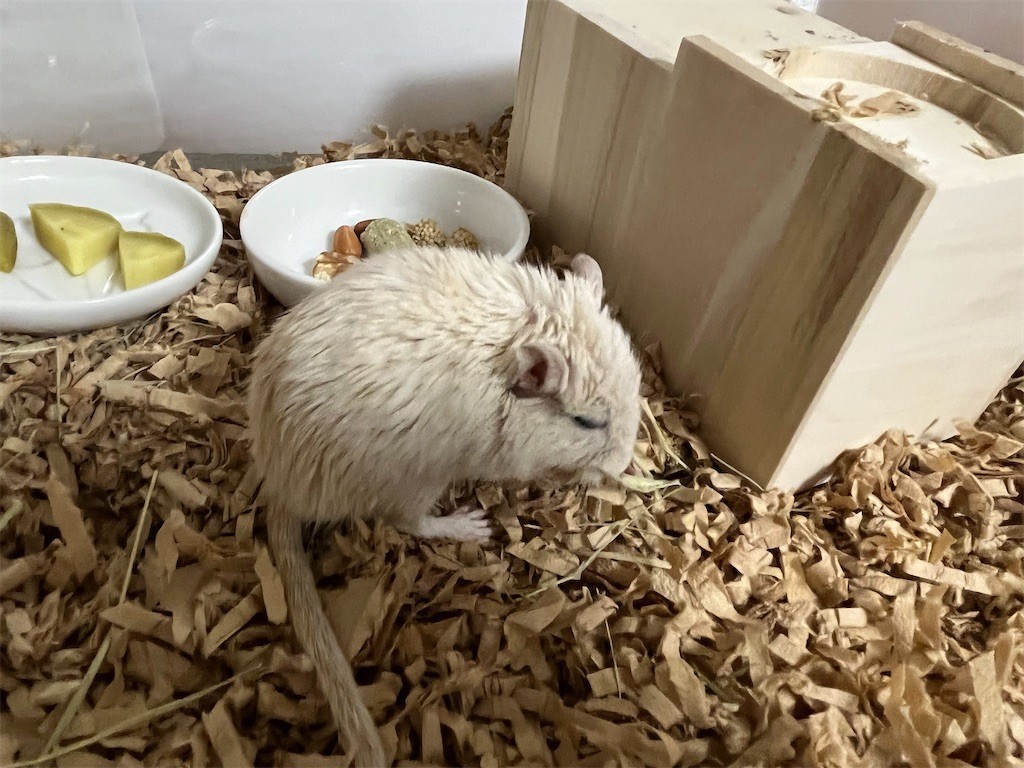 f:id:akie1000:20211023223031j:plain