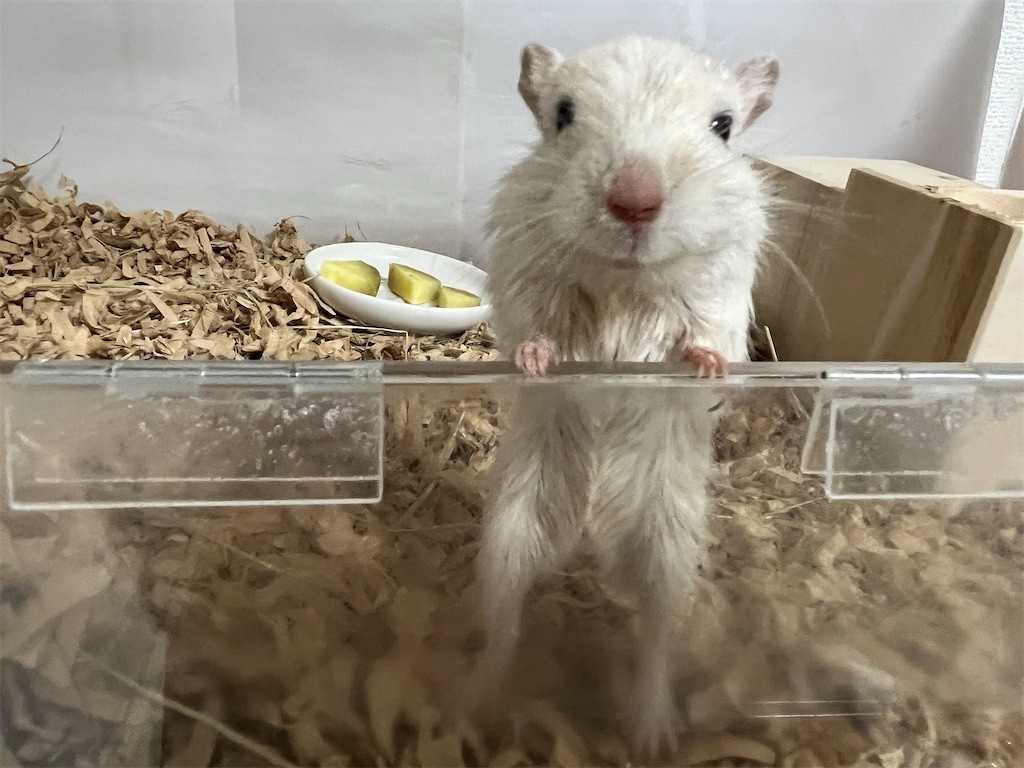 f:id:akie1000:20211023223033j:plain