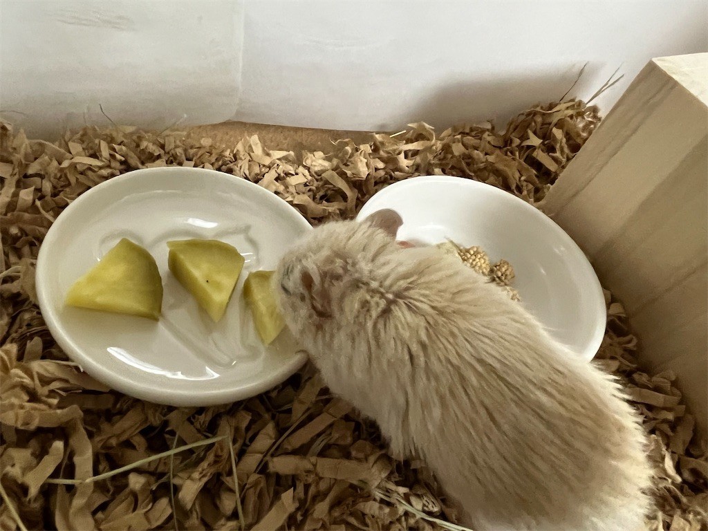 f:id:akie1000:20211023223040j:plain