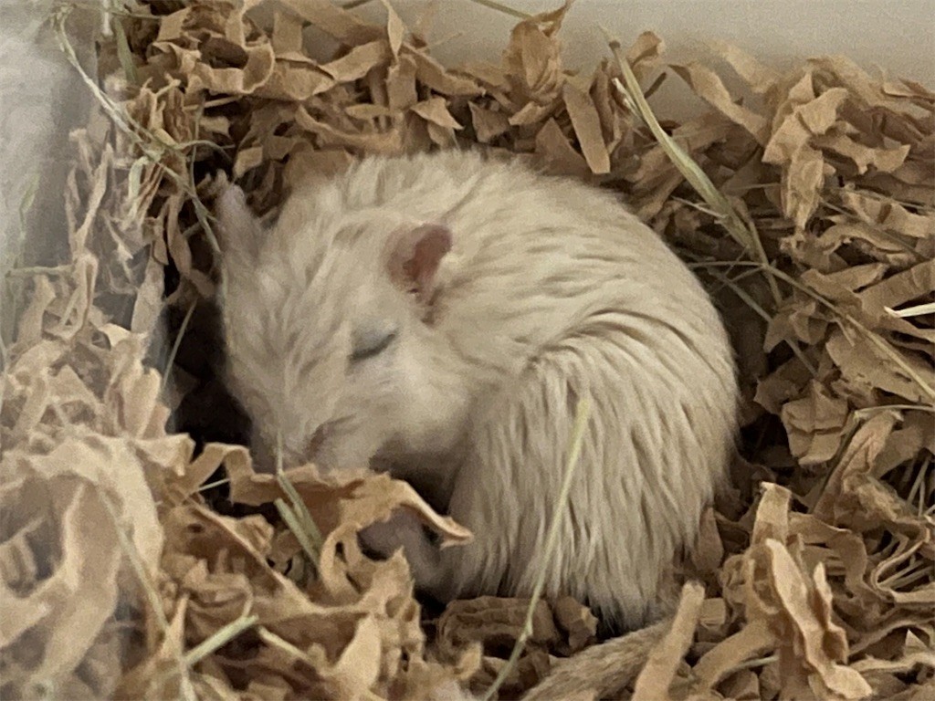 f:id:akie1000:20211028213201j:plain