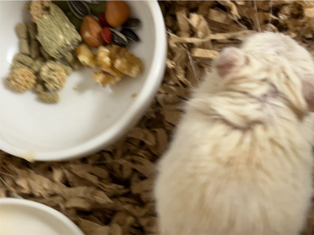 f:id:akie1000:20211028213359j:plain