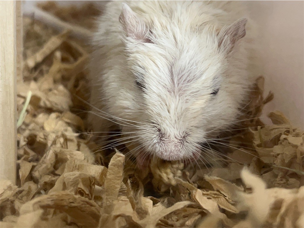 f:id:akie1000:20211028213410j:plain