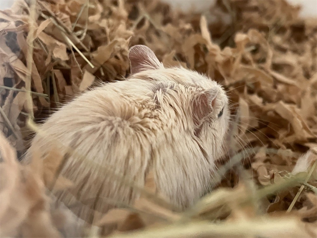 f:id:akie1000:20211028214842j:plain