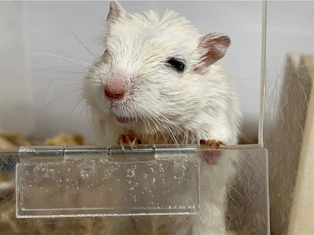 f:id:akie1000:20211028215610j:plain