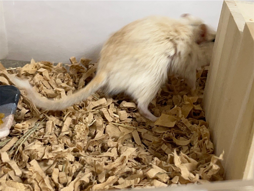 f:id:akie1000:20211028215622j:plain