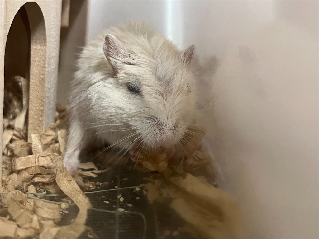 f:id:akie1000:20211028215630j:plain