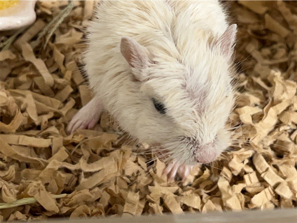 f:id:akie1000:20211028215640j:plain