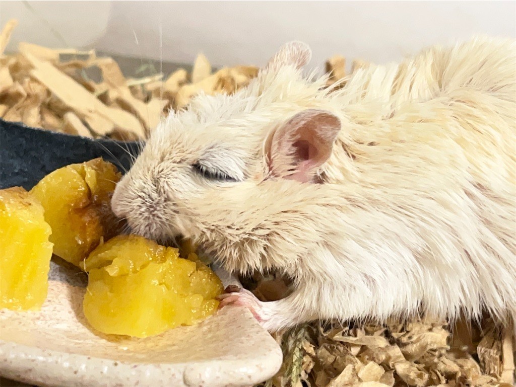 f:id:akie1000:20211028215711j:plain