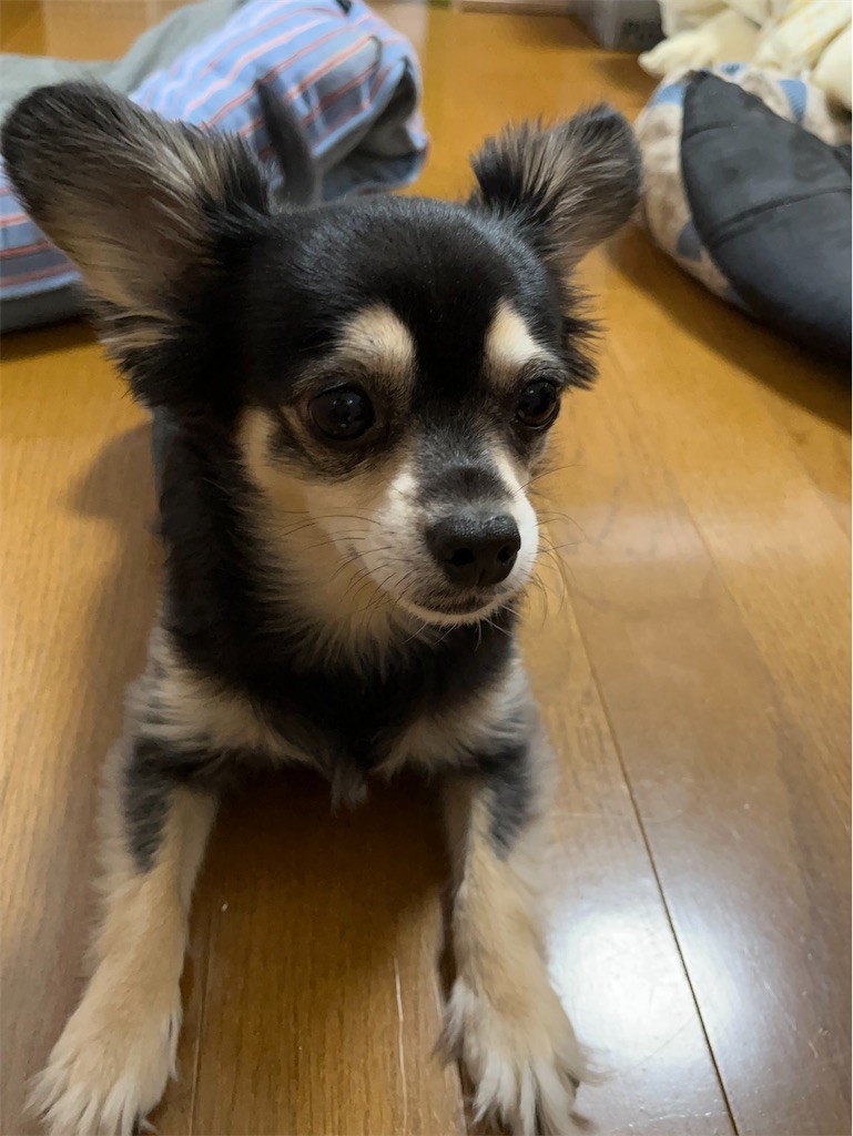 f:id:akie1000:20211103201015j:plain