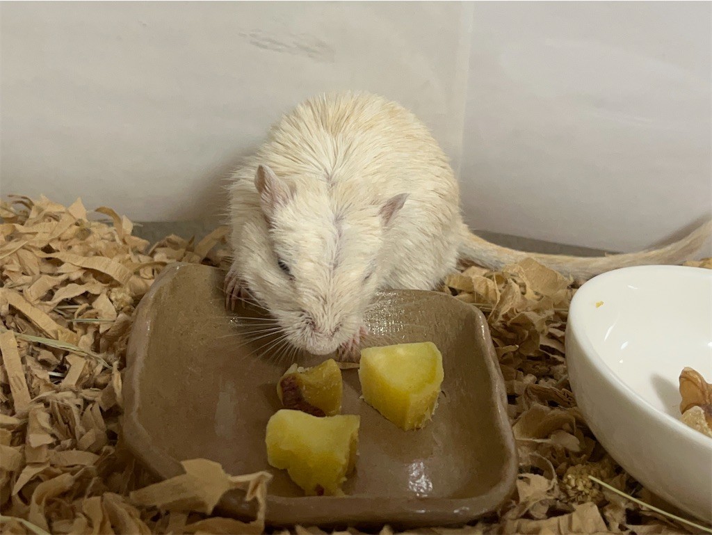 f:id:akie1000:20211107212044j:plain