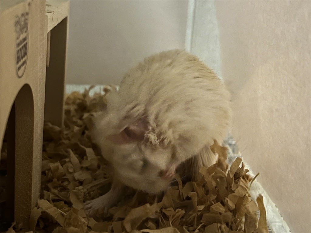 f:id:akie1000:20211117215734j:plain