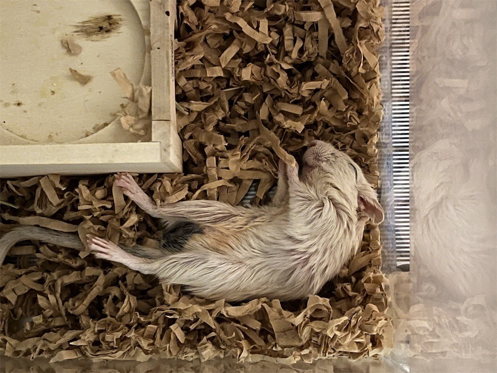 f:id:akie1000:20211127234047j:plain