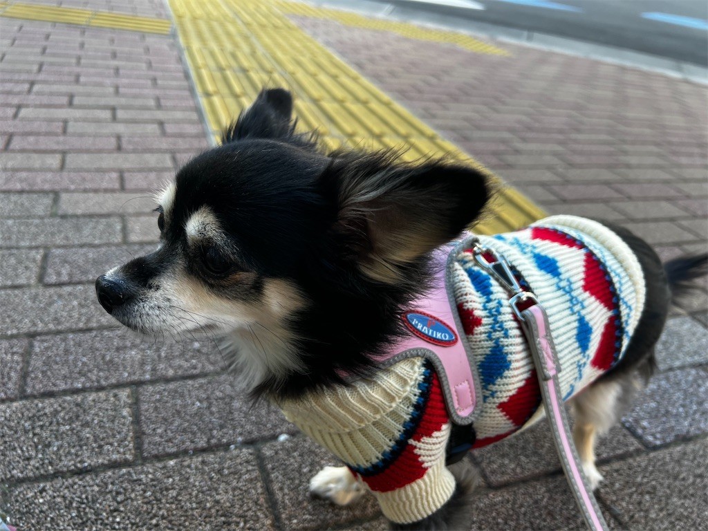 f:id:akie1000:20211129220354j:plain