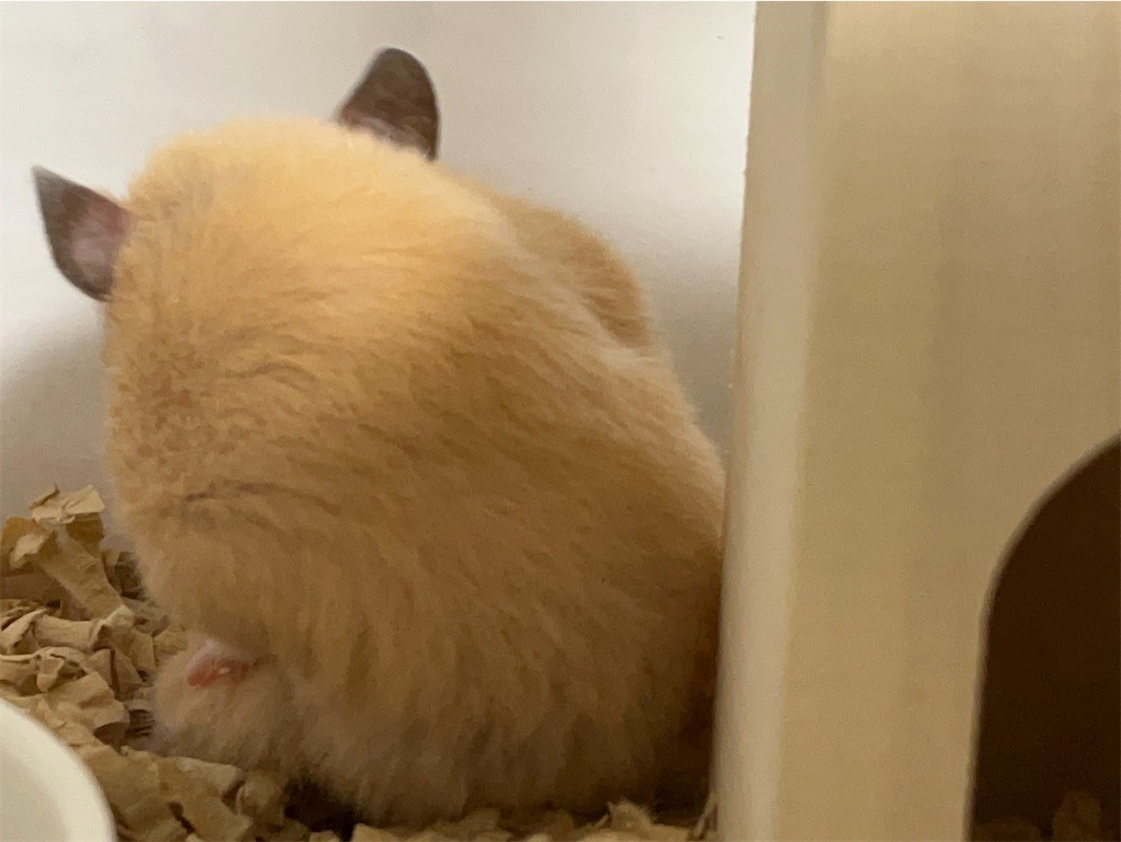 f:id:akie1000:20220104213929j:plain