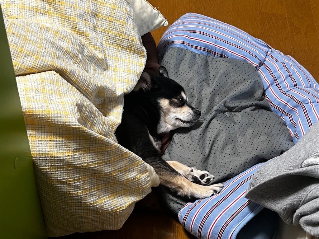 f:id:akie1000:20220105214724j:plain