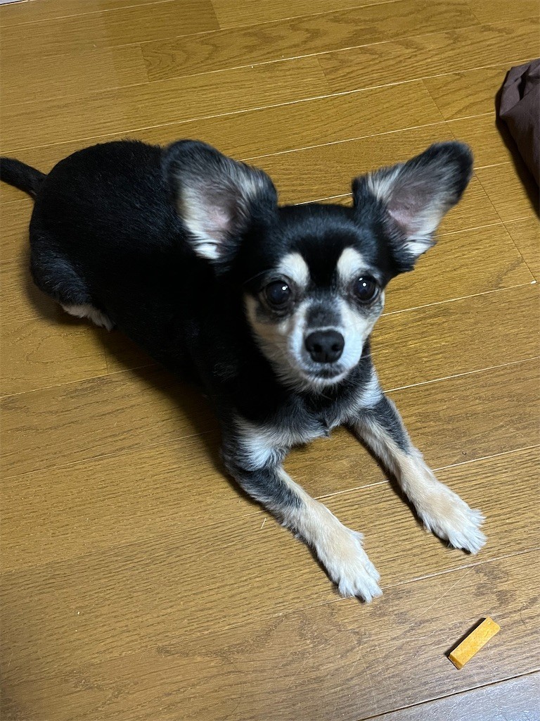 f:id:akie1000:20220111212119j:plain