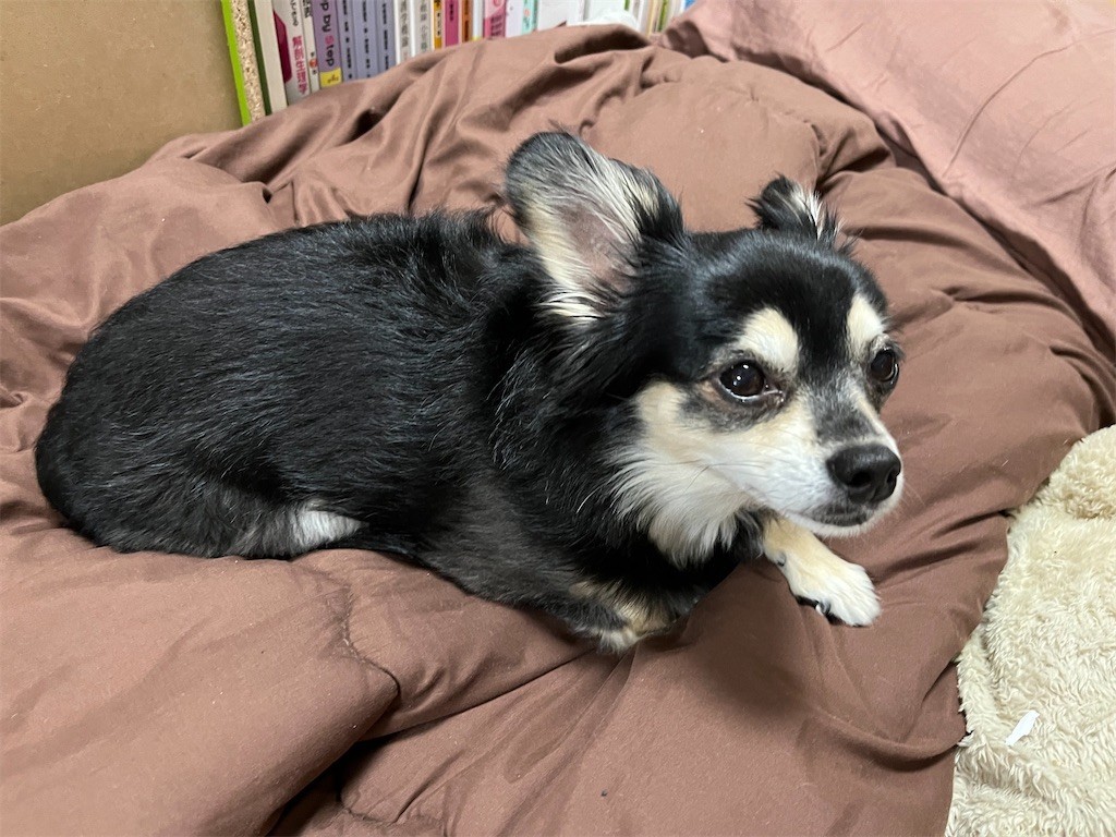 f:id:akie1000:20220302213438j:plain