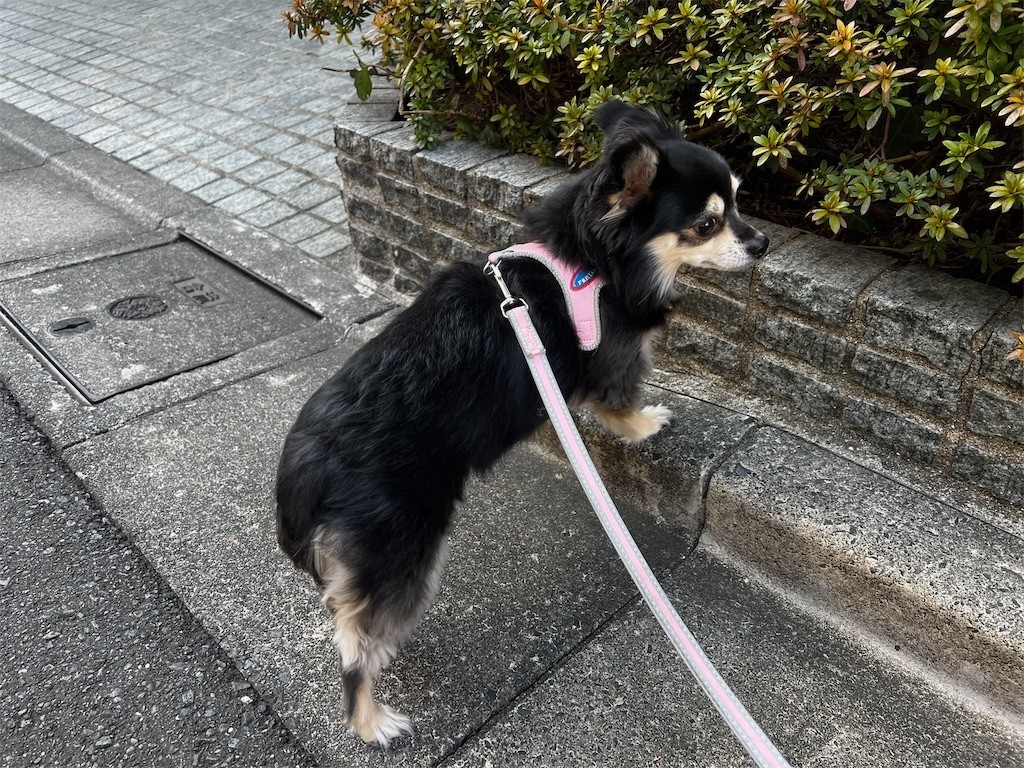 f:id:akie1000:20220309220240j:plain