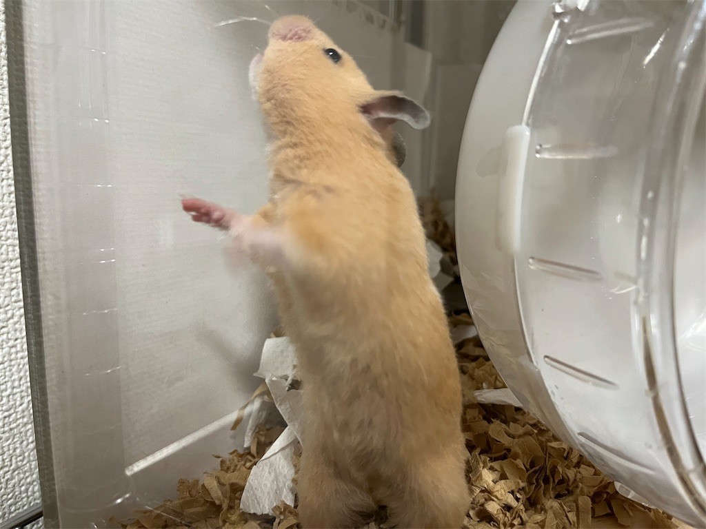 f:id:akie1000:20220309220912j:plain