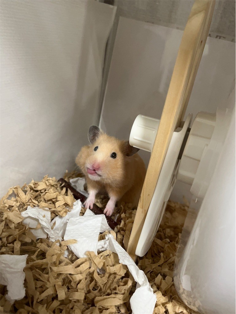 f:id:akie1000:20220315213232j:plain