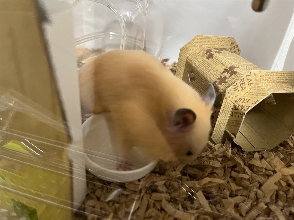 f:id:akie1000:20220319225745j:plain