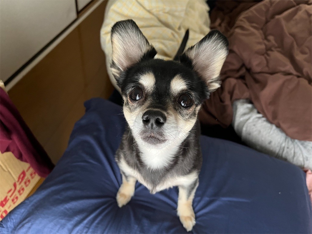 f:id:akie1000:20220405194614j:plain