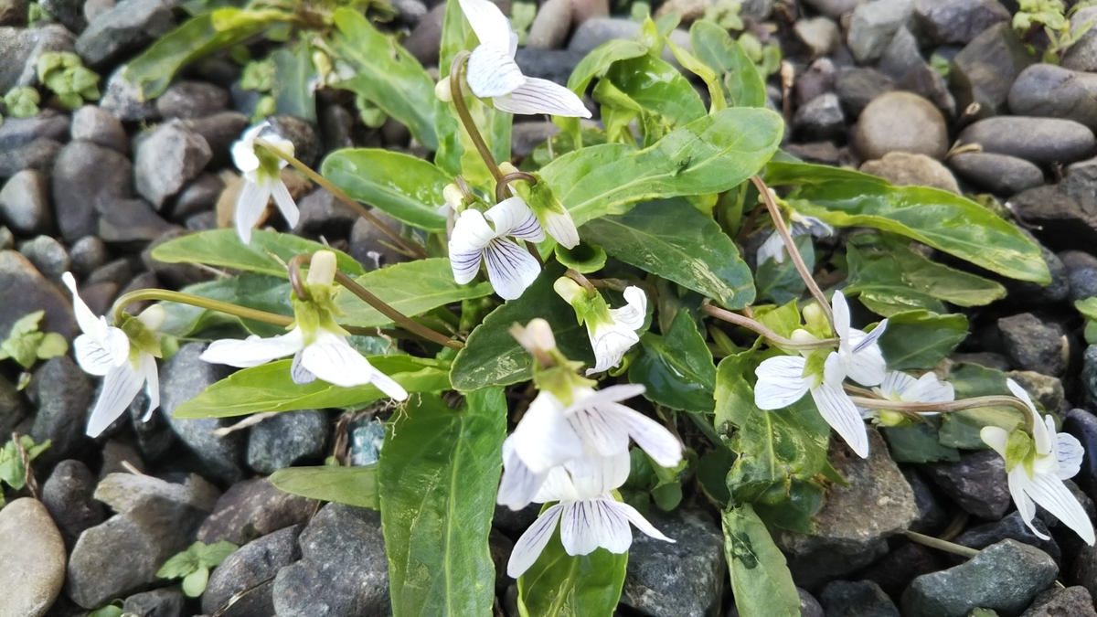 f:id:akiee:20190505115854j:plain