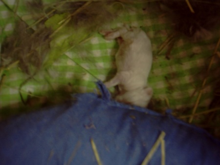 f:id:akiennko:20061107173605j:image