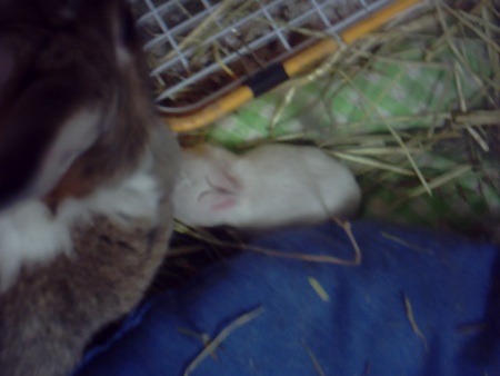 f:id:akiennko:20070619012330j:image