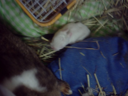 f:id:akiennko:20070619012348j:image