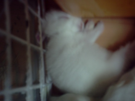 f:id:akiennko:20070621203126j:image