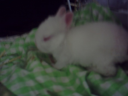 f:id:akiennko:20070621212913j:image
