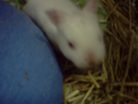 f:id:akiennko:20070621212927j:image