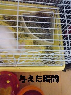 f:id:akiennko:20070908231821j:image