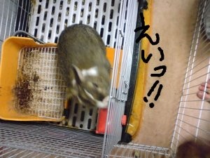 f:id:akiennko:20080131233010j:image
