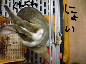 f:id:akiennko:20080131233024j:image