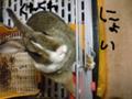 えさくれえさくれ