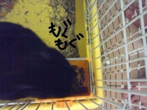 f:id:akiennko:20080131233125j:image