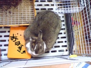 f:id:akiennko:20080203114327j:image