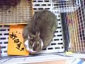 ちっちぃおはぎみたい